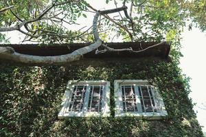 planta de pared de hiedra verde en el edificio antiguo con ventanas, fondo de verano de primavera foto