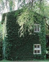 Old building house covered with green ivy plant, spring and natural concept photo