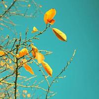 hojas de árboles de otoño en estilo de color vintage con cielo azul claro foto