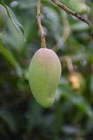 Mango on tree. Leaf tree mango. photo