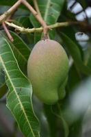 Mango on tree. Leaf tree mango. photo