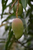 mango en el árbol. mango de árbol de hoja. foto