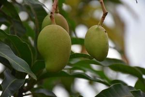 Mango on tree. Leaf tree mango. photo