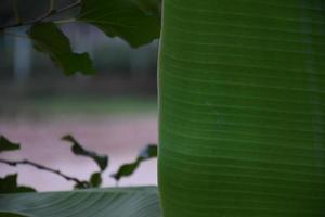 hoja de plátano sobre fondo blanco y aislado. foto