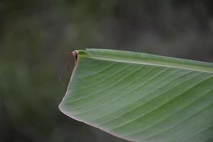 hoja de plátano sobre fondo blanco y aislado. foto