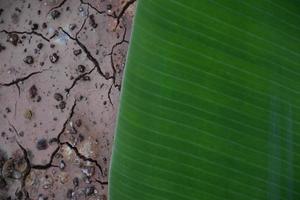 banana leaf on isolate and white background. photo