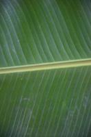 banana leaf on isolate and white background. photo