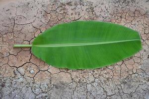 hoja de plátano sobre fondo blanco y aislado. foto