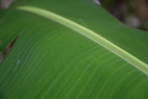 banana leaf on isolate and white background. photo