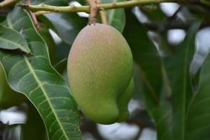 mango en el árbol. mango de árbol de hoja. foto