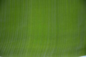 banana leaf on isolate and white background. photo