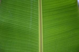 hoja de plátano sobre fondo blanco y aislado. foto