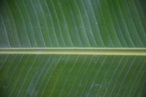 hoja de plátano sobre fondo blanco y aislado. foto