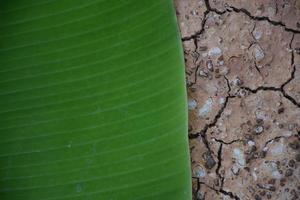 hoja de plátano sobre fondo blanco y aislado. foto