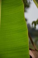 hoja de plátano sobre fondo blanco y aislado. foto