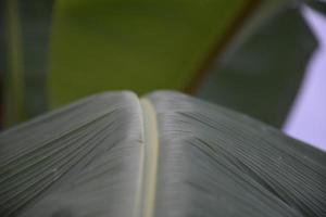 banana leaf on isolate and white background. photo