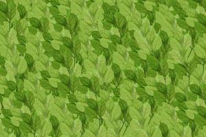 green leaf on isolated withe background. photo