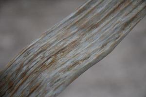 banana leaf on isolate and white background. photo