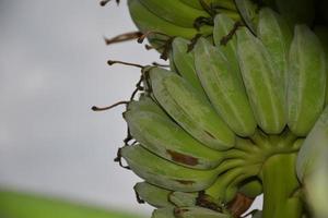 banana leaf on isolate and white background. photo