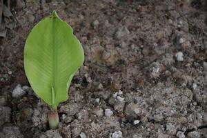 hoja de plátano sobre fondo blanco y aislado. foto