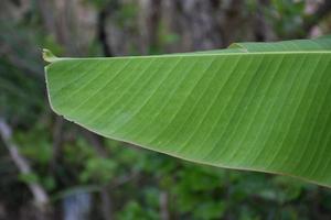 hoja de plátano sobre fondo blanco y aislado. foto