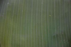 banana leaf on isolate and white background. photo