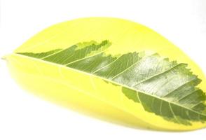 El árbol de caucho con lunares indios es un árbol con hermosas hojas de color amarillo verdoso que comúnmente se plantan para decorar el jardín. hojas con detalle lineal ornamental - fondo blanco. foto
