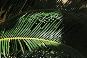 cycad - with small green leaves, is a plant that has a tuber and roots in the ground. It has pointed but beautiful leaves. It is planted for decorating the garden to be as beautiful as nature created. photo