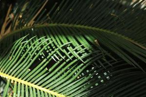 cycad - con pequeñas hojas verdes, es una planta que tiene un tubérculo y raíces en el suelo. tiene hojas puntiagudas pero hermosas. se planta para decorar el jardín para que sea tan hermoso como lo creó la naturaleza. foto