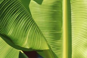 Green banana leaf details with natural patterns and veins form the veins that nourish the leaves to be beautiful and stand out naturally on a sunny blue day. photo