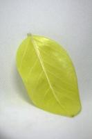 El árbol de caucho con lunares indios es un árbol con hermosas hojas de color amarillo verdoso que comúnmente se plantan para decorar el jardín. hojas con detalle lineal ornamental - fondo blanco. foto
