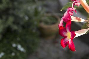 Watch the beautiful red azalea flowers bloom naturally in the evening against a blurry background in the backyard-warm sunlight. photo