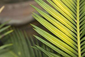 cycad - with small green leaves, is a plant that has a tuber and roots in the ground. It has pointed but beautiful leaves. It is planted for decorating the garden to be as beautiful as nature created. photo