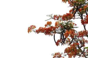 Flame Tree, Royal Poinciana, a beautiful red-blooming seasonal bloom showing off the petals and graces- and a beautiful pattern on a white background. photo