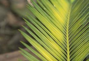 cycad - with small green leaves, is a plant that has a tuber and roots in the ground. It has pointed but beautiful leaves. It is planted for decorating the garden to be as beautiful as nature created. photo