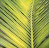 cycad - with small green leaves, is a plant that has a tuber and roots in the ground. It has pointed but beautiful leaves. It is planted for decorating the garden to be as beautiful as nature created. photo