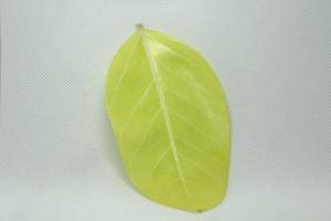 Indian polka dotted rubber tree is a tree with beautiful yellow-green leaves that are commonly planted to decorate the garden. Leaves with ornamental linear detail - white background. photo