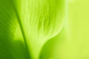 naturaleza de la hoja verde. medio ambiente ecología verdor fondos de pantalla foto