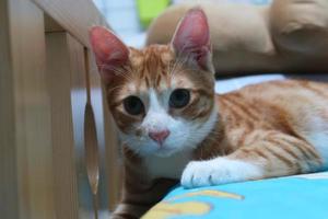 Orange tabby Ginger Cat lying down , Looking in camera photo