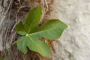 Green fig leaf on the trunk of a palm tree, a symbol of fertility, abundance, photo