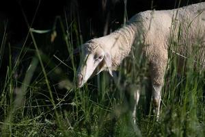 A young white sheep stands in Germany on a pasture with high grass. The lamb is partially covered by the grass photo