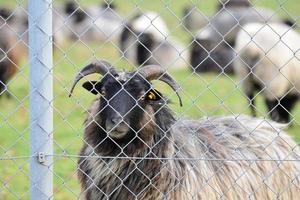 A hairy sheep with horns, stands behind a chain link fence in a pasture photo