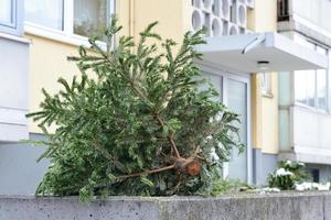 In winter, after Christmas, a discarded Christmas tree lies in front of a residential building on the street photo