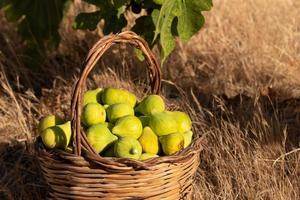 Fresh green figs are in a woven basket after harvest. A fig leaf in the background. The soil is arid and dry. photo