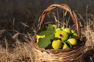 Fresh green figs and a fig leaf are in a woven basket after harvest. The basket stands in the shade on a dry meadow. photo