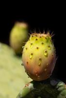 Fresh prickly pears with drops of water growing on a prickly pear cactus against a dark background in portrait format photo