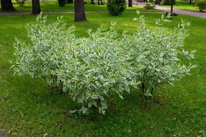 In the city garden, an ornamental shrub of the white Derena Elegantissima or Cornus alba. Soft and selective focus. Delicate natural colors