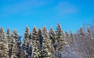 Snow-covered white fir trees, sparkling in the sun. A picturesque and magnificent winter scene