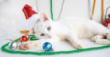 Portrait of a white cat in a Santa Claus hat close-up on a white background. The pet looks into the frame. The concept of trust. Christmas and New year photo