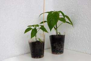 Bell pepper seedling with a well-developed root system on a white background. Root and stem, leaves of pepper seedlings photo